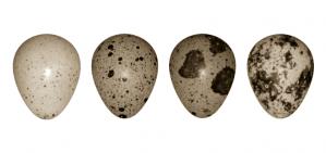 Modelling eggshell maculation