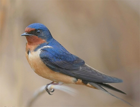 Why are there redheads? Birds might hold the clue