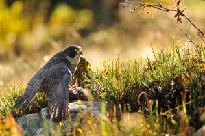 Endangered Avian Species Captive Propagation: An Overview of Functions and Techniques - Free Article