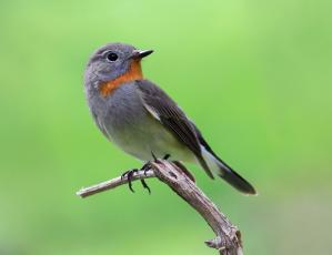Plasticity in nest composition in relation to nest-site characteristics in the Red-breasted Flycatcher (<em>Ficedula parva</em>)