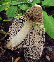 Highlights in natural products published in the Journal of Chemical Research in 2011