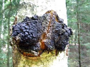 A new alkaloid from the mycelium of <em>Inonotus obliquus</em>