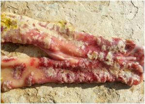 Pharmacokinetics and clinical assessment of amoxicillin for the control of necrotic enteritis in broiler-breeders under field conditions