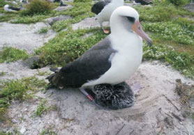 Oldest known US wild bird is a new mother