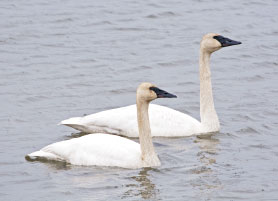 Trumpeter Swans die from lead poisoning in North America