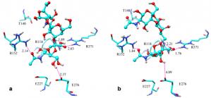 Insight into the predictive binding modes of the influenza A neuraminidase in complexes with avian and human receptor analogues