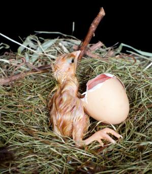 Relationship between glucose and pancreatic hormones during the embryonic and postnatal phase in chickens