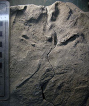 Oldest known avian footprints from Australia