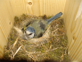 Nest quality - a sexual signal?