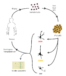 Development And Regeneration Of Projection Neuron Subtypes Of The Cerebral Cortex