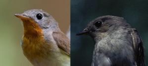 Extra-pair paternity in relation to age of the Red-breasted Flycatcher Ficedula parva males
