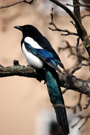 Food supplementation reveals constraints and adaptability of egg quality in the magpie <em>Pica pica</em>