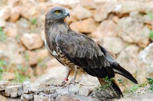 The importance of natural habitats as Short-toed Eagle (<em>Circaetus gallicus</em>) breeding sites
