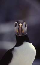 Survival of Atlantic Puffins positively correlated with herring availability