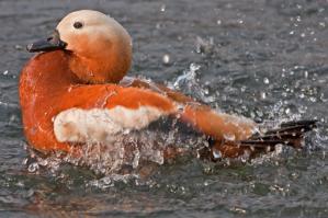 Cloning, expression and bioactivity of wild ruddy shelduck (<em>Tadorna ferruginea</em>) interleukin-2