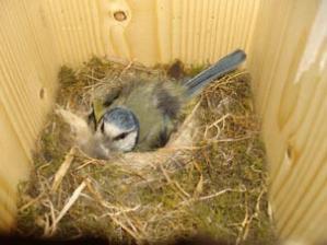 Nest Construction and Function 2012