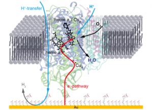 A Kinetic model of proton transport in a multi-redox centre protein: cytochrome <em>c</em> oxidase