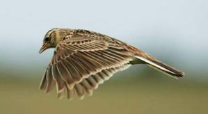 RSPB Says EU Agricultural Policy Needs to Do More to Protect Birds