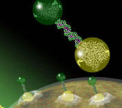 Nanoparticles and Modulation of Immune Responses