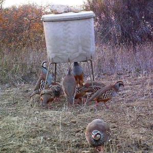 Do wild Red-legged Partridges (<em>Alectoris rufa</em>) use feeders? An investigation of their feeding patterns using camera trapping