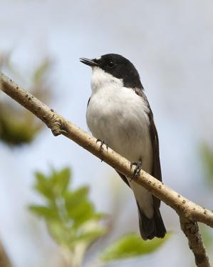 Free to read: Avian Models for Research in Toxicology and Endocrine Disruption