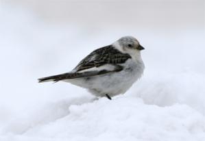 Novel approach to track migration of arctic-breeding birds