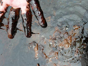 Assessment of heavy metal speciation in soils impacted with crude oil in the Niger Delta, Nigeria