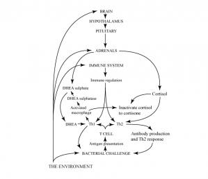Environmental echoes