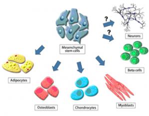 Biology And Applications Of Mesenchymal Stem Cells