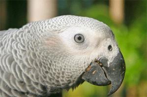 Parrots display teamwork and decision-making skills