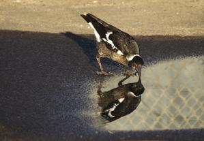 Boldness of urban Australian magpies and local traffic volume
