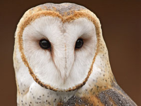 Birds of Prey Dig Quarries