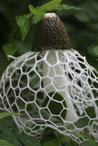 Isolation and identification of antibiotic albaflavenone from Dictyophora indusiata