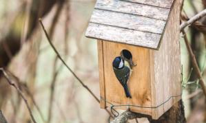 Long-term variation in blood glucose concentration in nestling Great Tits (<em>Parus major</em>)