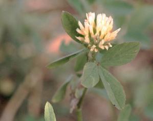 Effect of organic amendments on phytoavailability of nickel and growth of berseem(<em>Trifolium alexandrinum</em>) under nickel contaminated soil conditions