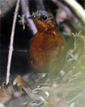 First nest ever discovered of world's most endangered birds
