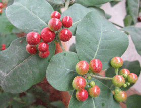 A new labdane diterpene from Rauvolfia tetraphylla Linn. (Apocynaceae)