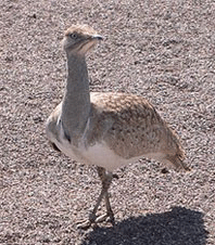 Endangered birds in UAE