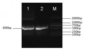 Prokaryotic expression and active immunisation against recombinant-derived prolactin fusion protein on broodiness and egg-laying in Wanxi-white goose