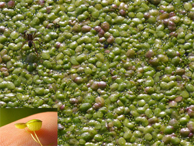Metal accumulation and physiological responses induced by copper and cadmium in Lemna gibba L. minor and Spirodela polyrhiza