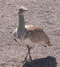 1st International Symposium on the Conservation and Propagation of Endangered Species of Birds