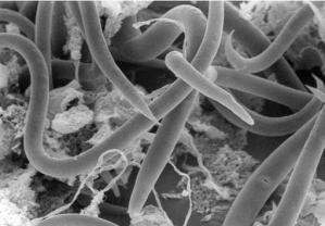 <em>Free to read:</em> Water or ice? ? the challenge for invertebrate cold survival