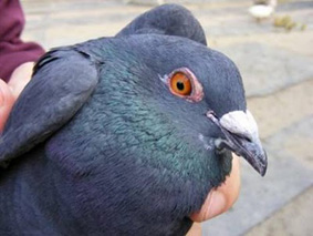 Have we met before? Pigeons recognise familiar human faces