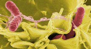 Vaccination responsible for dramatic fall in UK salmonella infections
