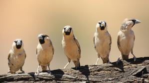 Stable isotope signatures reveal cryptic differences in diet of Sociable Weavers