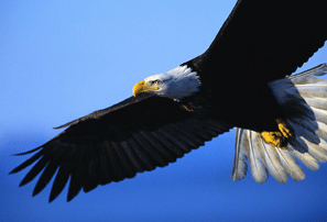 Avian Biology Research soars upwards