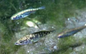 The evolutionary ecology of nest construction: insight from recent fish studies