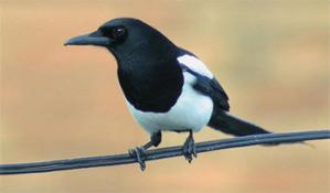 Magpie Parents Appear To Induce Mortality Of Unwanted Chicks