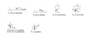 Chiral cyclic synthetic intermediates from readily available monoterpenoids