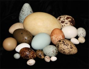 Why do birds have different coloured eggs?